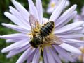 Megachile centuncularis (cfr.)